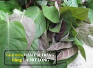 Cách chữa viêm đại tràng bằng lá mơ lông không phải ai cũng biết