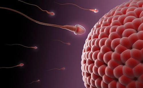 Tinh trùng gặp trứng có hiện tượng gì, bao lâu thụ thai