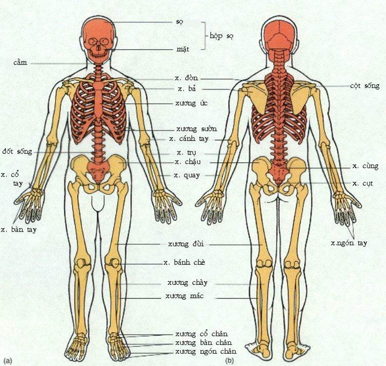 Các phần của bộ xương người là gì?
