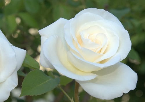 Trị ho có đờm bằng hoa hồng bạch